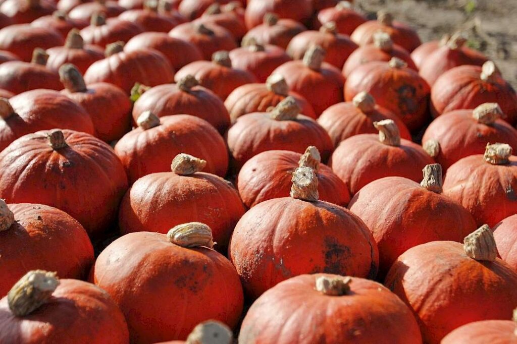 Geoogste pompoenen